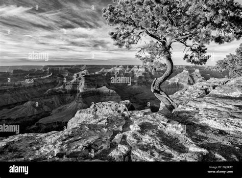 Usa Arizona Grand Canyon National Park Pinyon Pine Grows Cliffside