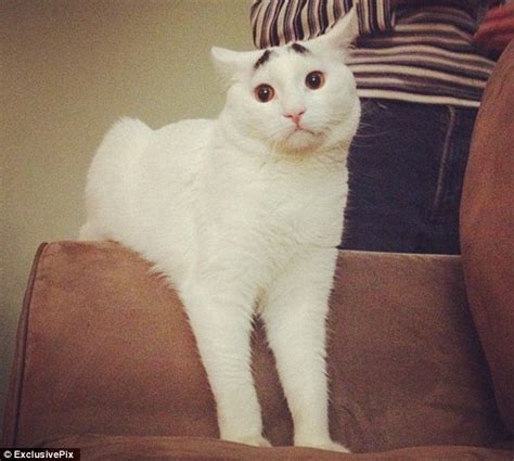 Cat With Eyebrows Sam Becomes A Worldwide Instagram Hit Daily Mail