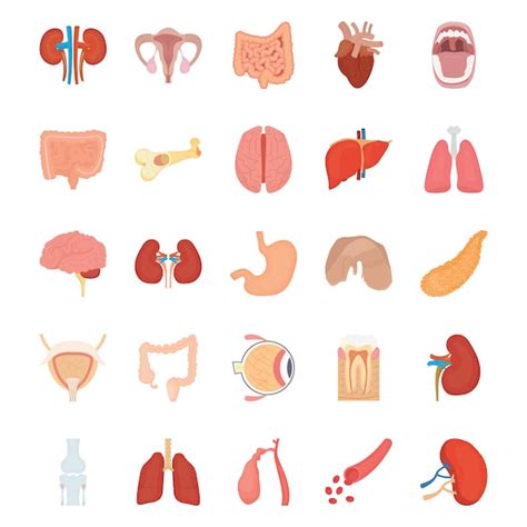 Premium Vector Internal Human Organs Icons