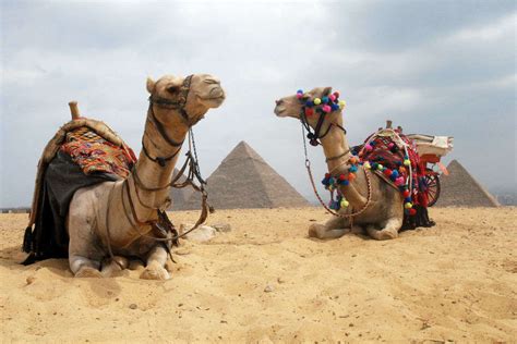 Camel Rides At Giza Pyramid Cairo Times Of India Travel