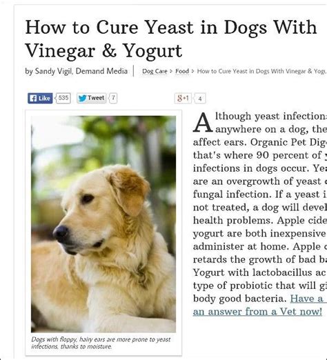 Pin By Kathy L On Dog Health Tips Dog Yeast Infection Yeast In Dogs