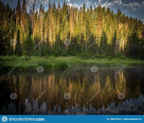 Pine Forest Reflected In The Still Water Forest Reflected In The Still