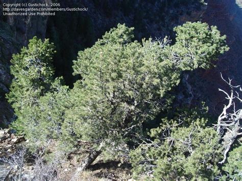 Plantfiles Pictures Rocky Mountain Pinyon Pine Two Needle Pinon Pine