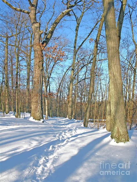 Snowy Woods Walk Photograph By Ann Horn
