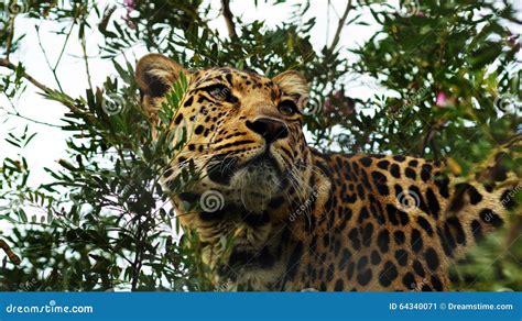 Jaguar In A Tree Stock Image Image Of Tree South Spots 64340071