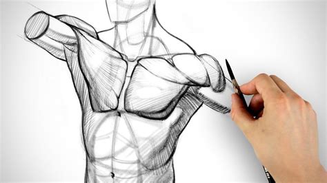 Chest Muscles Anatomy Drawing Chest And Abdomen Muscles Muscles Of