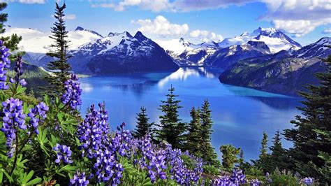 View Of Mountain Around Lake And Purple Flowers In Background Of Clouds And Blue Sky Hd Nature