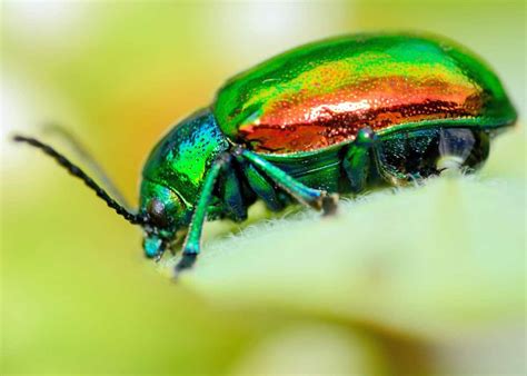 35 Most Colorful Animals In The World Mammals Birds Insects