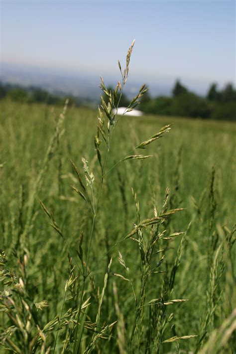 Low Grow Native Grass Economy Mix Oregon Wholesale Seed
