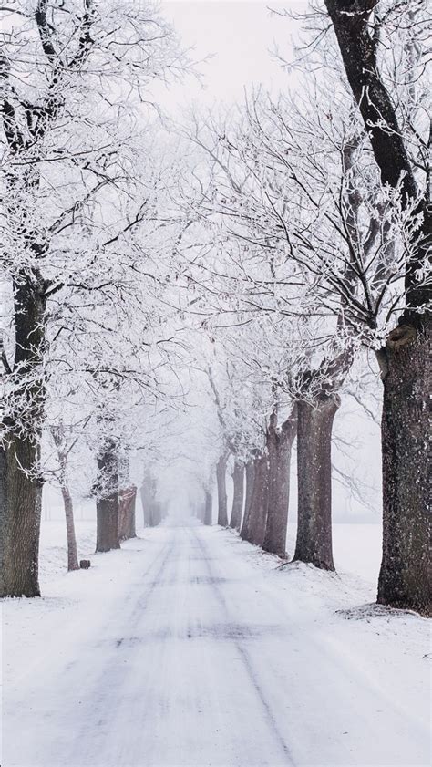 Wallpapers Hd Snow Covered Pathway Between Snow Covered Trees