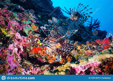 Lionfish At A Coral Reef At The Maldives Stock Image Image Of Ocean