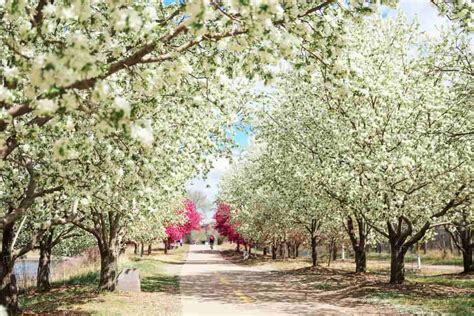 The Snowdrift Crabapple Tree Minneopa Orchards