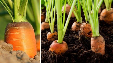 Brilliant Idea How To Grow Carrots At Home To Produce Many Bulbs