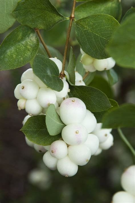 Symphoricarpos Or Pearl Snowberry A Rounded And Bushy Shrub With