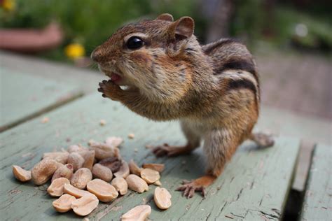 Chipmunk And Peanuts Baby Chipmunk Chipmunks Animals