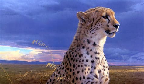 2048x1195 Cheetah Free Download Pictures Coolwallpapersme