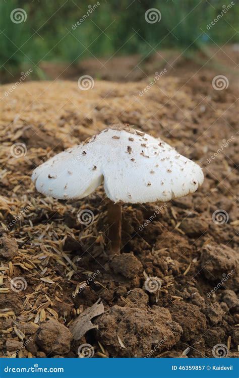 White Mushroom 2 Stock Image Image Of Organic Fungus 46359857