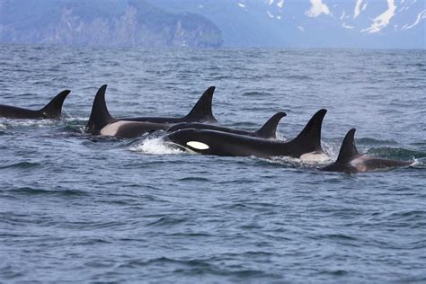 10 Incredible Pnw Orca Whale Watching Moments Clipper Vacations Magazine