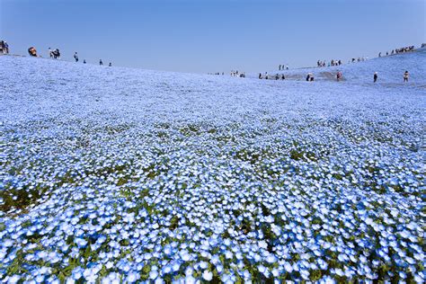 Japan blue xxiii xxiv japan 2018 : 4.5 million Nemophila flowers in Japan's Hitachi Seaside Park