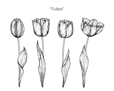 Ilustración De Dibujo De Flor De Tulipán Vector Premium