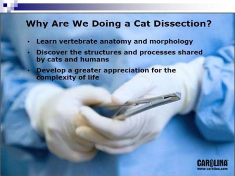 Cat Dissection Lab And Notes Chem And Bio Ppt