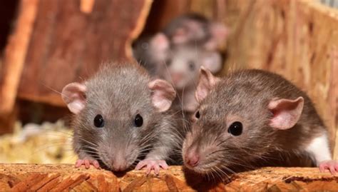 Perbedaan Antara Tikus Atap Dan Tikus Rumahan Ibcbetkita Net