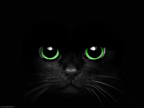 Black Cat With Green Eyes By Cometsong On Deviantart