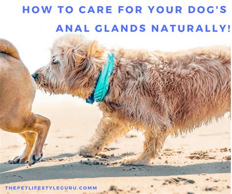 How To Take Care Of Your Dogs Anal Glands Naturally · The Pet