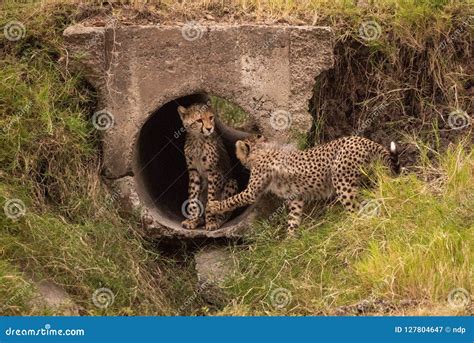 Cheetah Cub Paws Sibling In Concrete Pipe Stock Image Image Of Mara