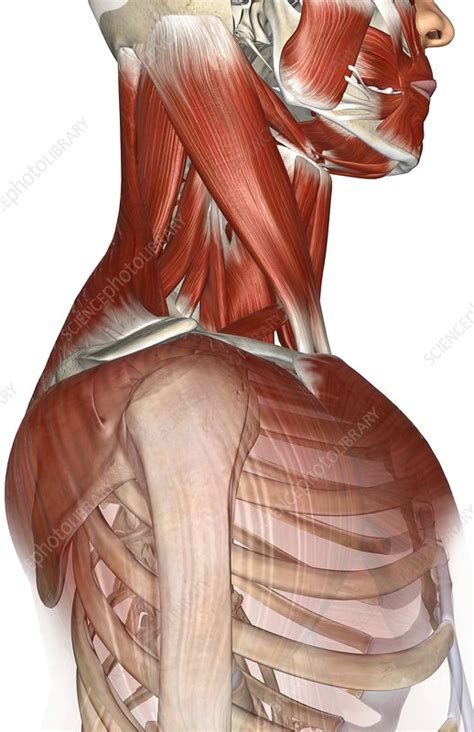 The muscles of the neck and shoulder - Stock Image - C008/1750