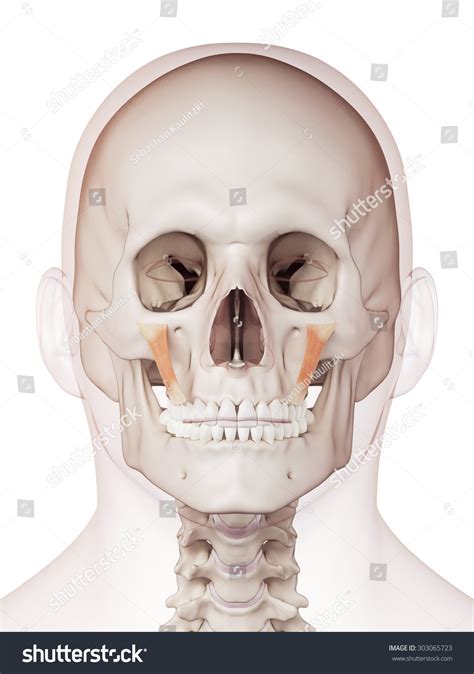 Zygomaticus Minor 145 Images Photos Et Images Vectorielles De Stock