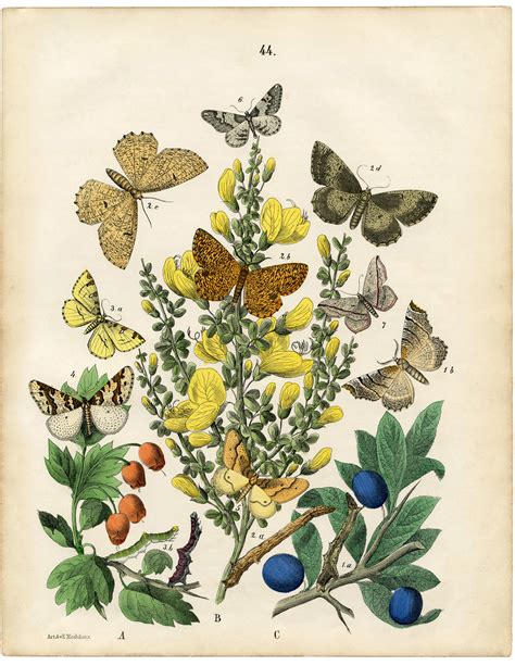 Vintage Printable Natural History Butterflies Moths The Graphics