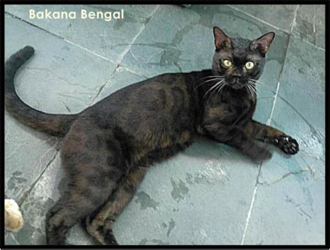 Explore our breeding bengal cats so you can understand why wild & sweet bengals is the best bengal cat breeder for adopting a kitten! Leopard Bengal Breeder with Kittens for Adoption - Lap ...