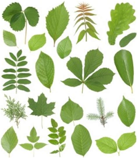 Hier findest du weitere biologie deckblätter zum ausdrucken. Herbarium deckblatt - Gräser im kübel überwintern