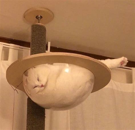 30 Adorable Cats Sleeping On Glass Tables Demilked
