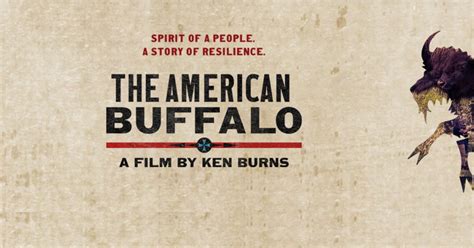NWPB Presents Free Area Screenings Of Ken Burns Documentary The American Buffalo Confederated