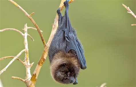 Giant Flying Fox Bat Baby
