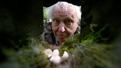 Watch Attenboroughs Wonder Of Eggs Online Sonyliv