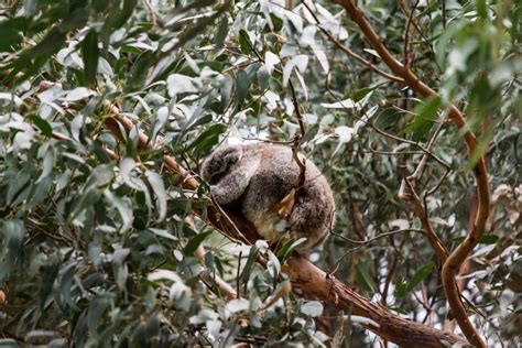 The Incredible Conservation Centre Protecting Tiger Quolls The Green Hub