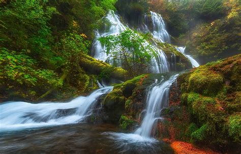 Download Tree Fall Forest Nature Waterfall HD Wallpaper