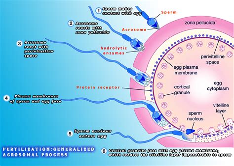 What Is Fertilization In Which Part Of The Human Female Reproductive