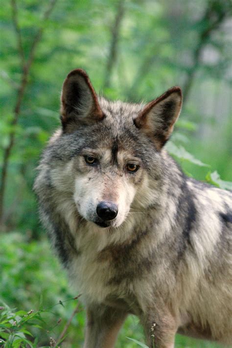 Celebrate Lobo Week With Hope For Mexican Gray Wolves Mexican Gray
