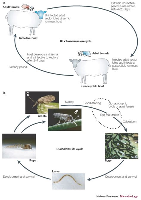Sheep Disease Blue Tongue Life Cycle Of Blue Tongue Virus