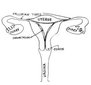 Kidneys and bladder, human internal organ diagram. Female Reproductive Anatomy | Female reproductive anatomy, Anatomy, Female