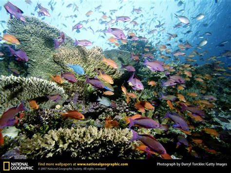 New Caledonia Barrier Reef Coral Reef Marine Life Underwater World