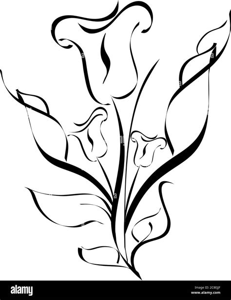 Calla Lillies Coloring Pages