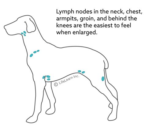 Lymphoma In The Dog Vca Animal Hospital