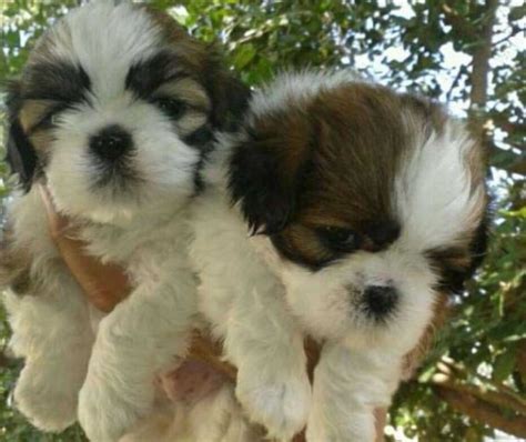 Filhotes De Shih Tzu Macho Várias Cores R 110000 Em Mercado Livre