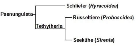 Erectus than to australopithecines, such as lucy. Evolution Stammbaum Klausur