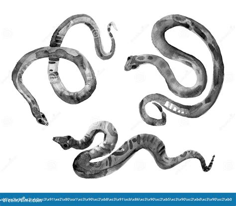 Snakes Illustration Three Black Reptile Isolated On White Background